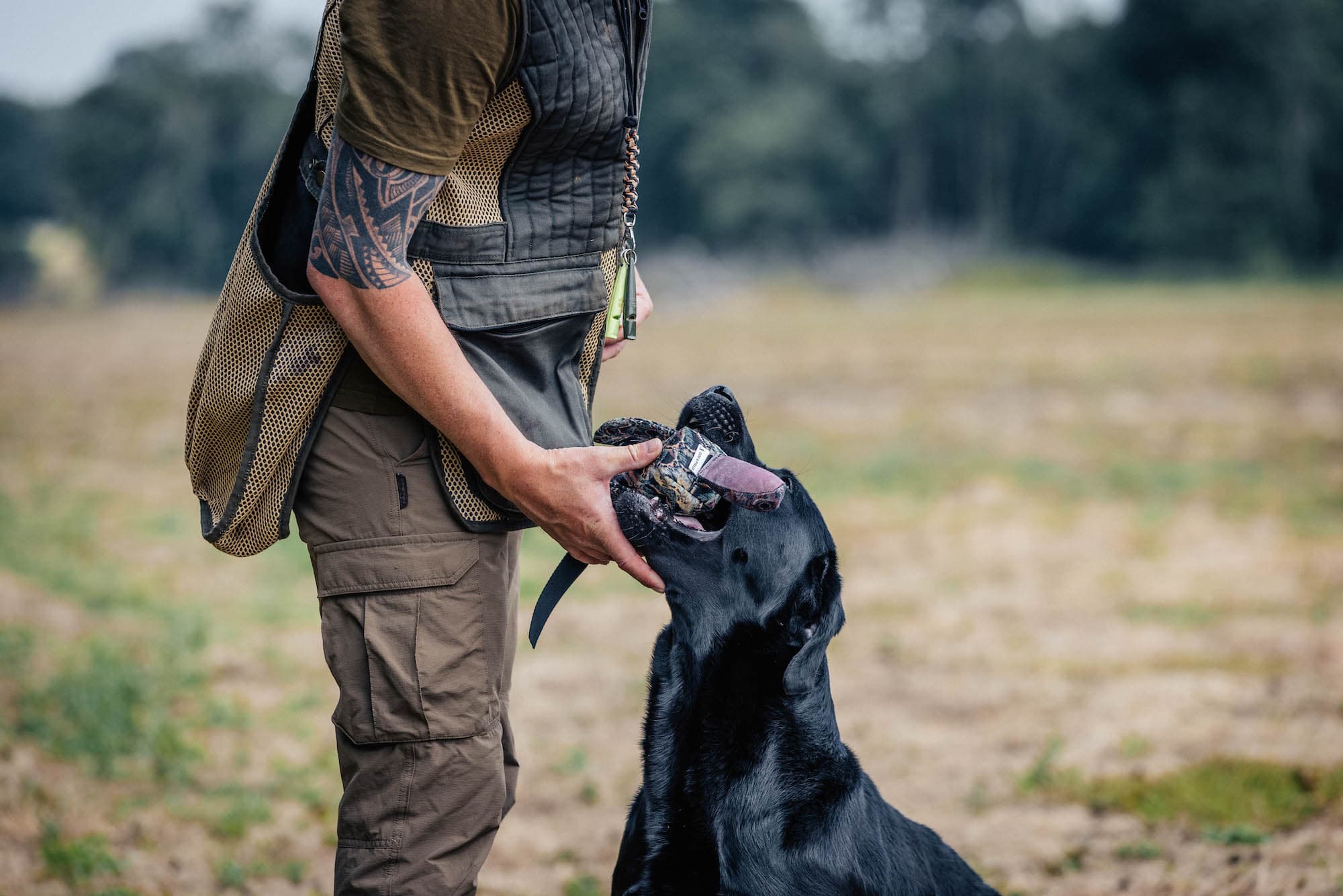 Gundog handler crossing Kent countryside