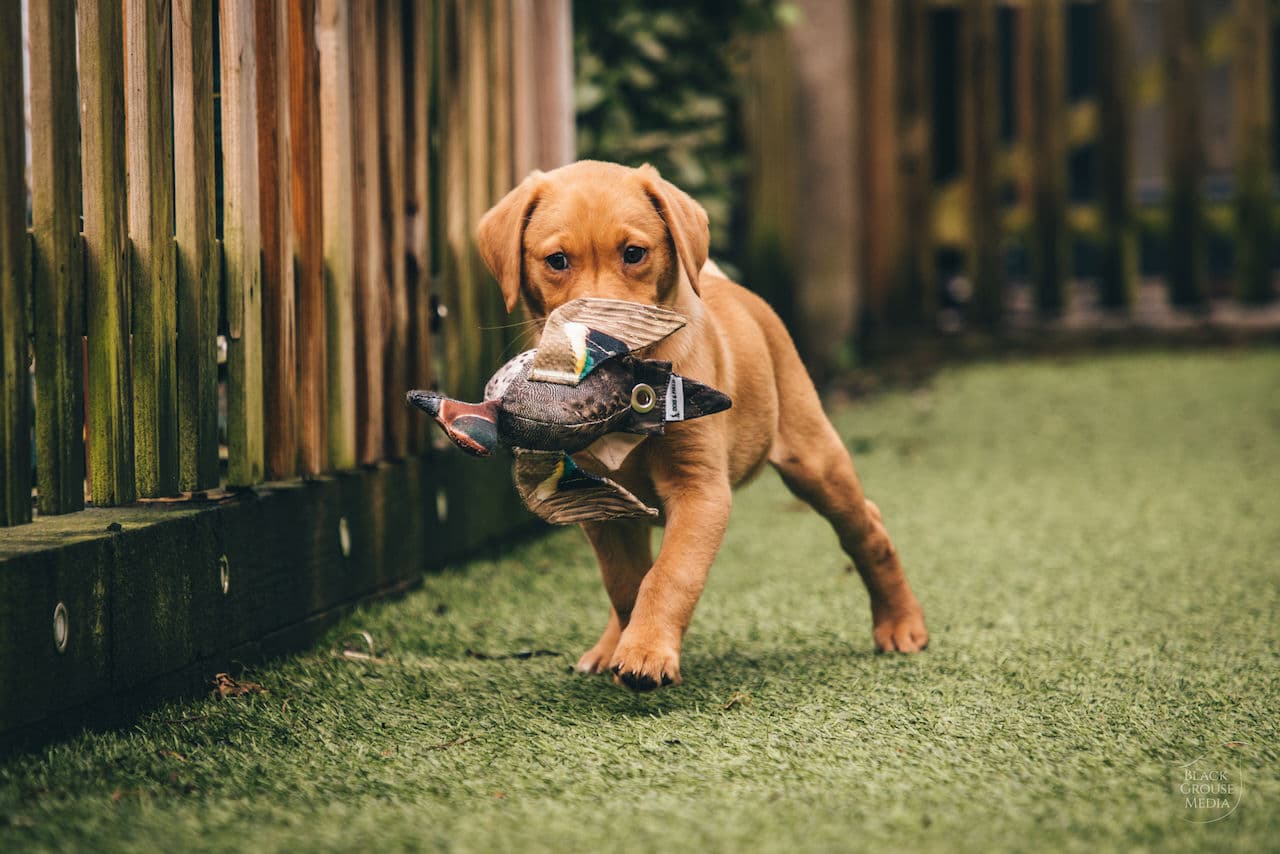 Young gundog learning outdoors with a dummy