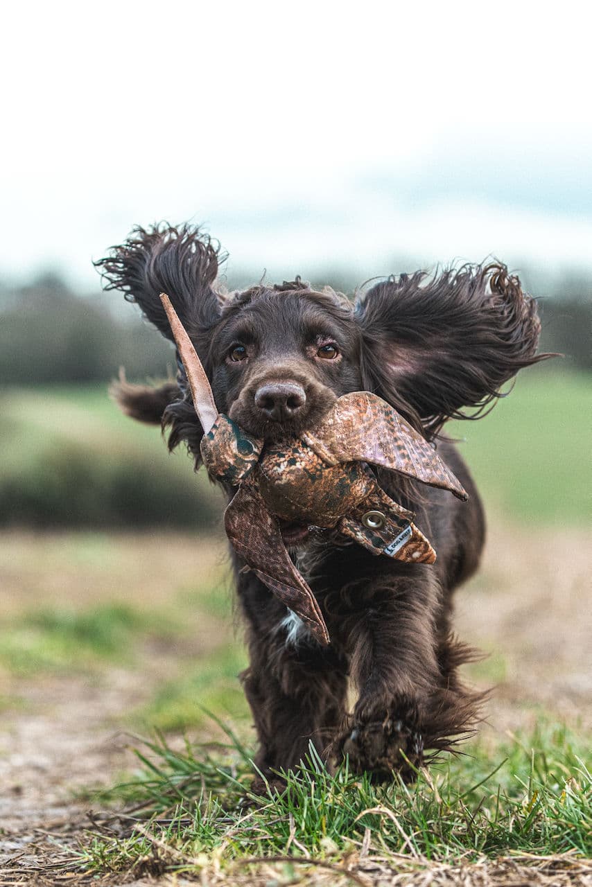 Spaniel running through cover with a dummy