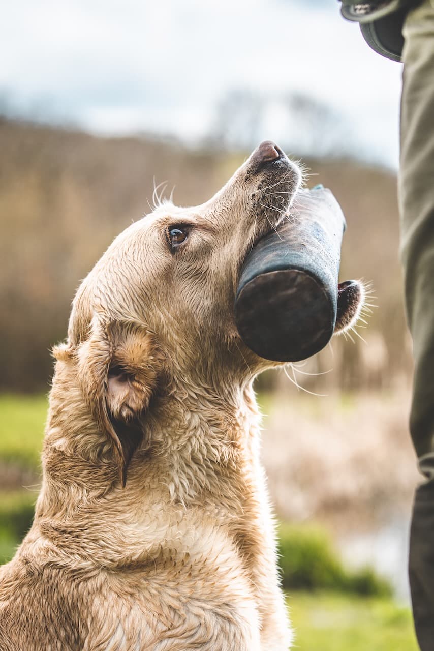 Labrador looking calmly toward handler