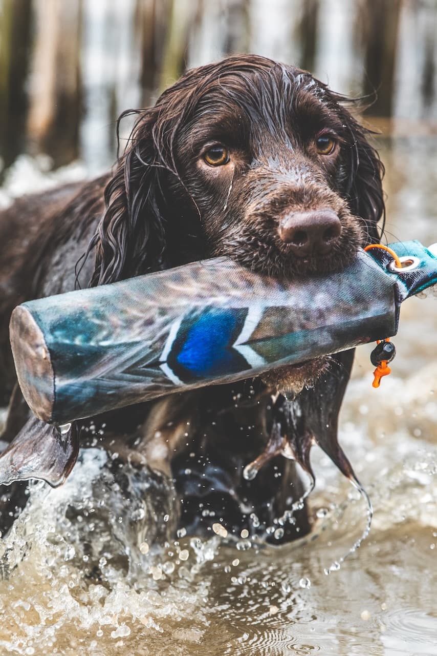 Young dog learning calmly outdoors