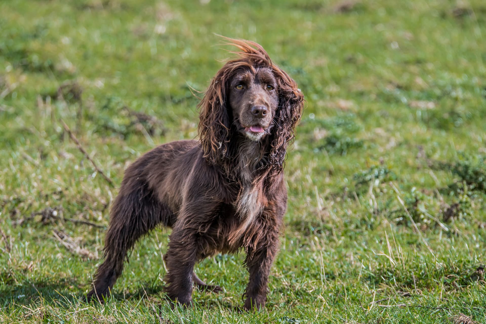 Gundog and handler walking in a Kent field