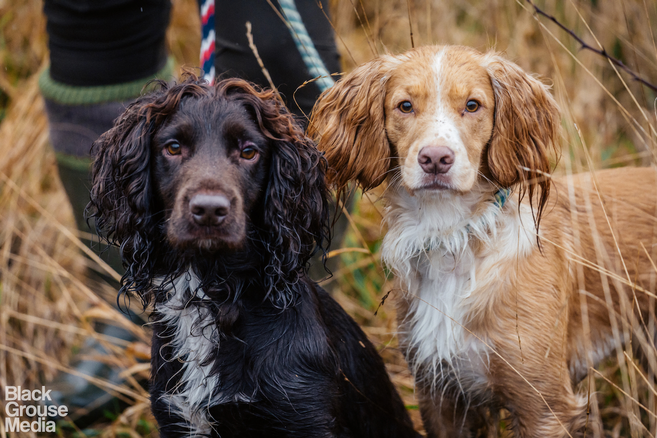 [background image] of an animal shelter