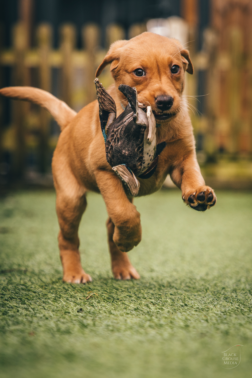 Brown puppy running on green grass holding a black and brown toy in its mouth.