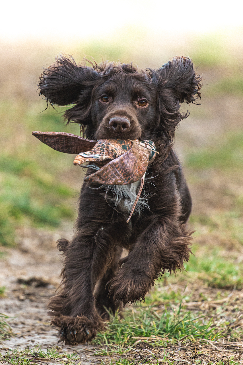 image of a pet training class for a pet store
