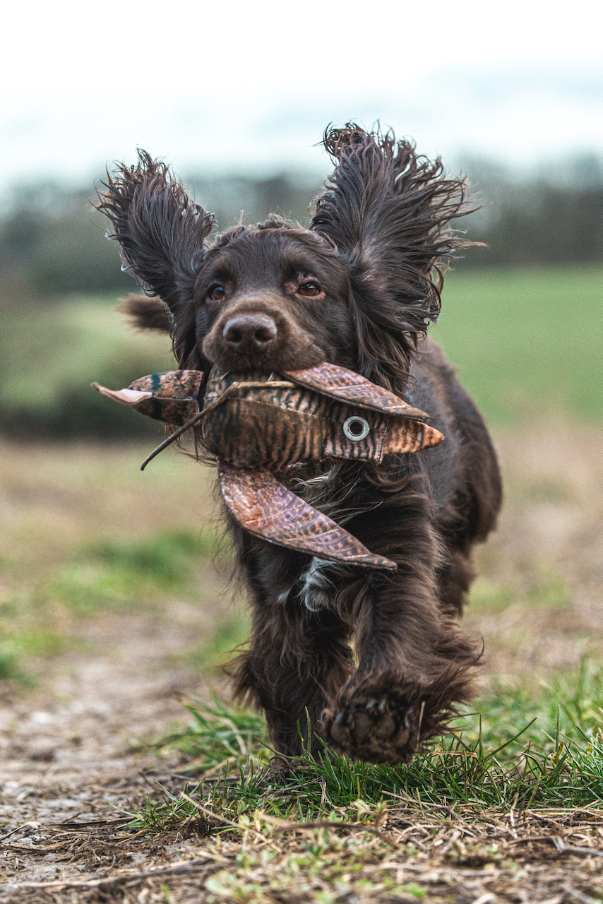 Brown dog running on a dirt path with grass, holding a toy fish in its mouth.