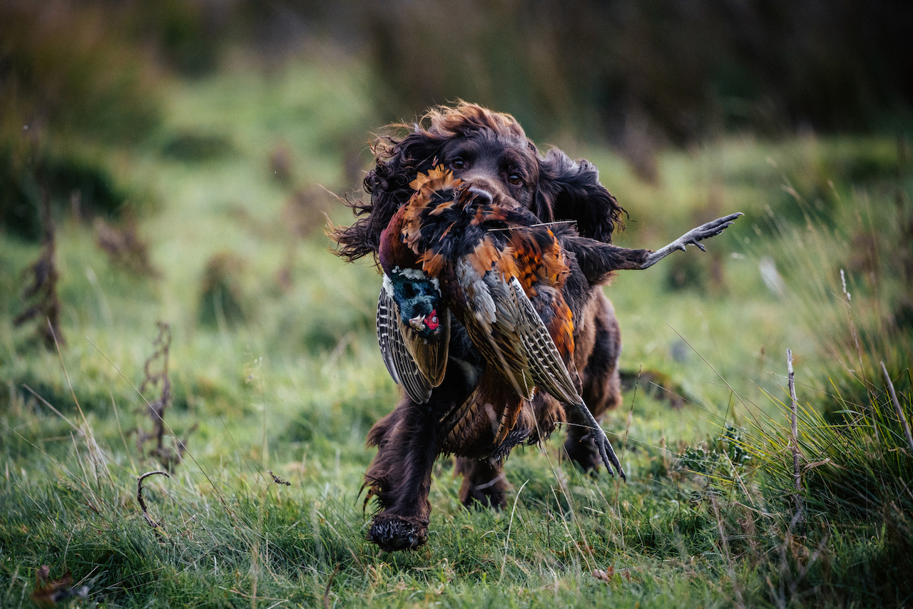 image of animal training sessions