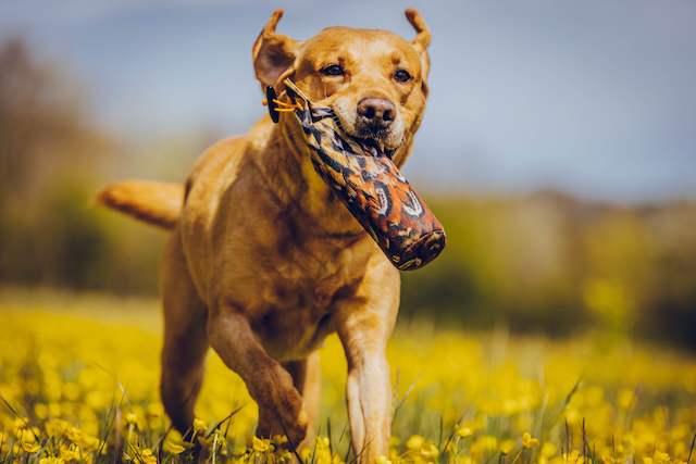 image of pet grooming activities